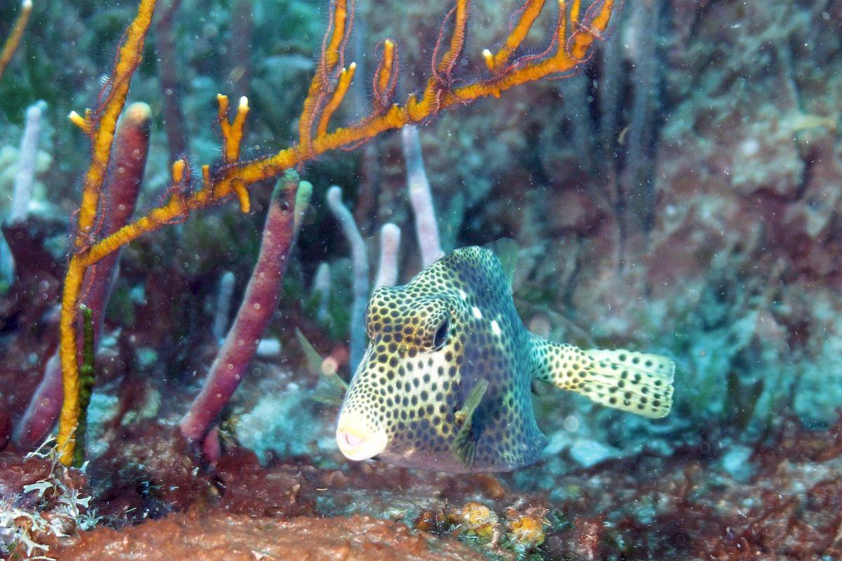 PJ5/SP6EQZ PJ5/SP6IXF ,    DX 