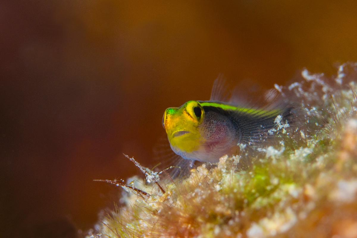 PJ5/SP6EQZ PJ5/SP6IXF  ,     