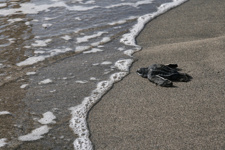 PJ5T PJ5/SP2FUD PJ5/SP2GCJ PJ5/SP9FIH Остров Синт Эстатиус Туристические достопримечательности. PJ5T PJ5/SP2FUD PJ5/SP2GCJ PJ5/SP9FIH Остров Синт Эстатиус Туристические достопримечательности.