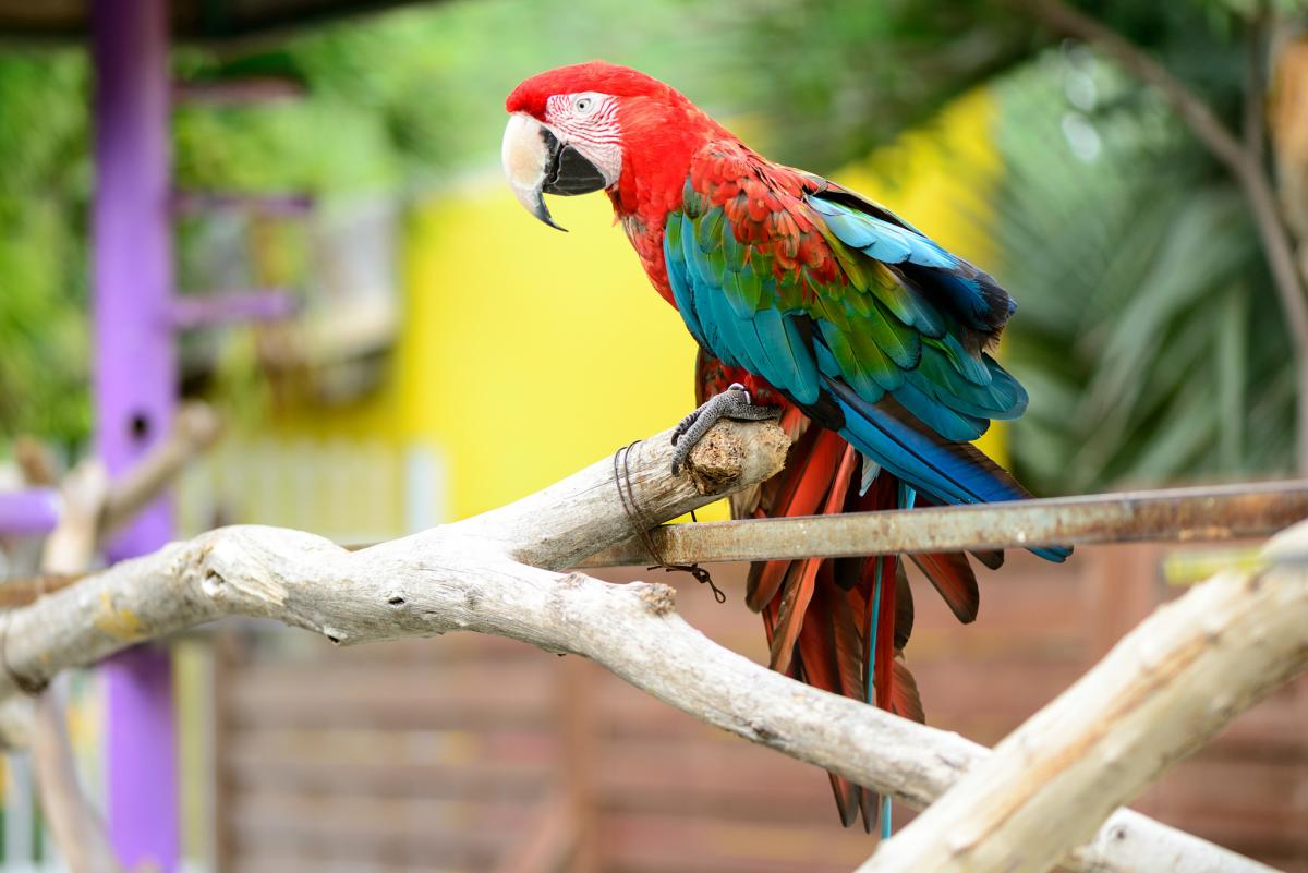 PJ8Z PJ8RV Sint Maarten Tourist attractions spot