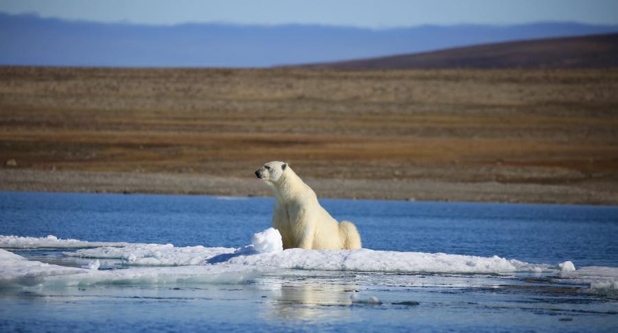 Остров Принца Уэльского Аляска KL7/VE7ACN DX Новости Белый медведь отдыхает. 