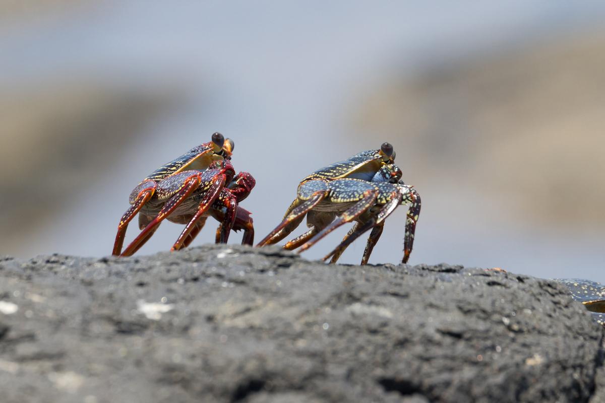 PX0FF Fernando de Noronha PX0FF Fernando de Noronha