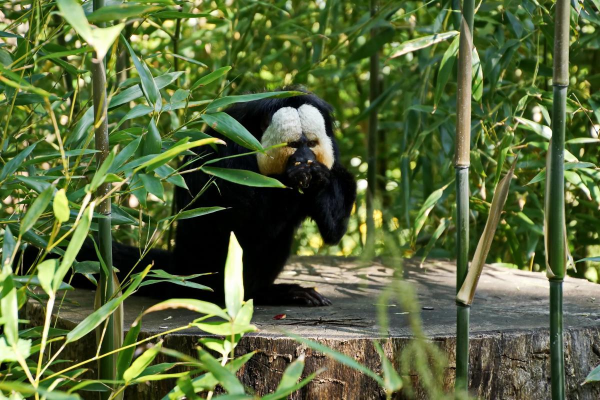 PZ5G PZ5GE White faced saki, Suriname DX News