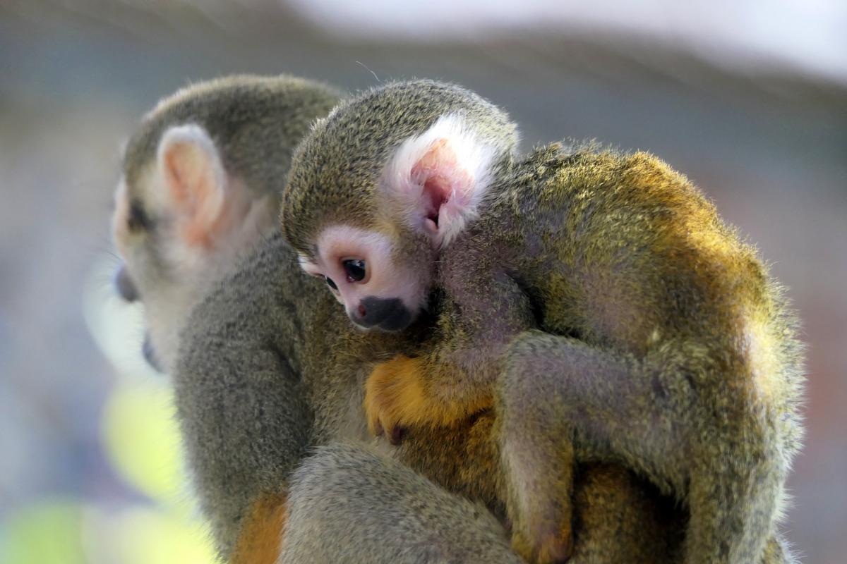 PZ5G PZ5GE Squirrel Monkey and baby, Suriname. Tourist attractions spot