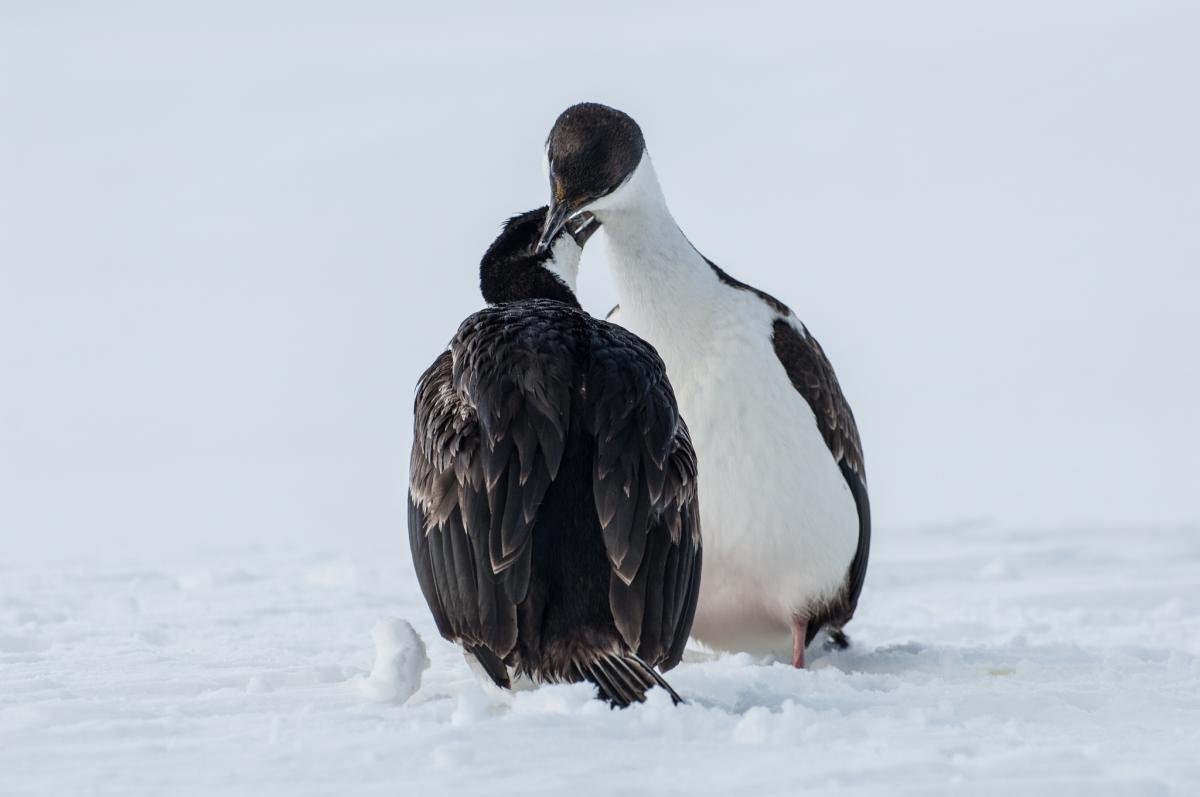 RI50ANO South Shetland Island DX News