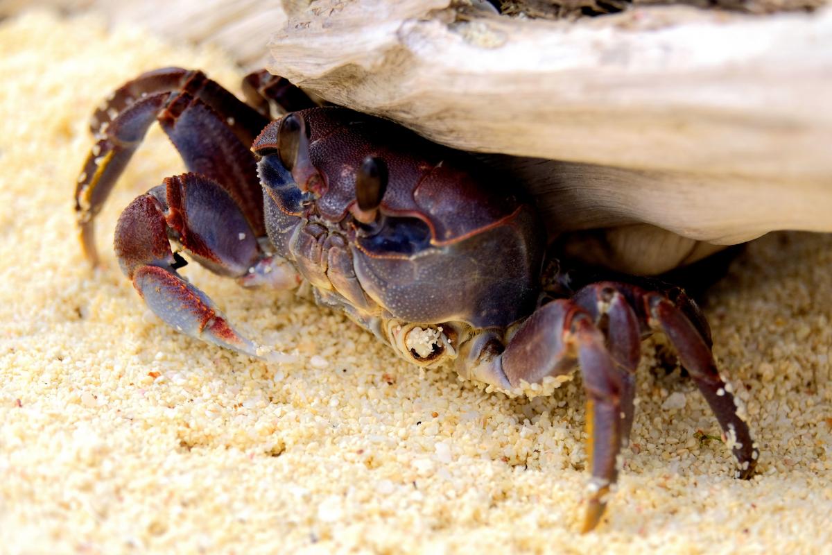 S79LD Chunky Ghost Crab, Bird Island, Seychelles Islands. Tourist attractions spot
