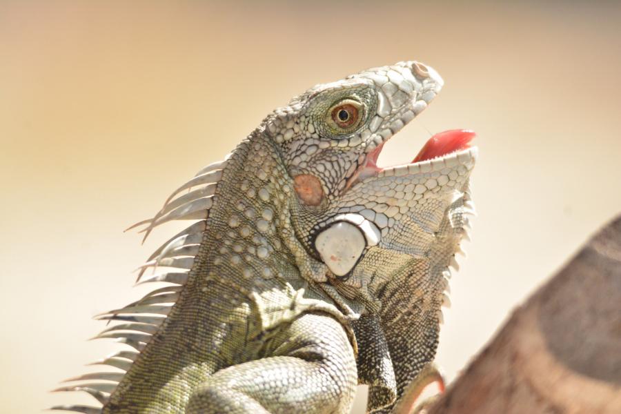 Синт Мартен PJ7/PH2M DX Новости Зеленая игуана Синт Мартен PJ7/PH2M DX Новости Зеленая игуана