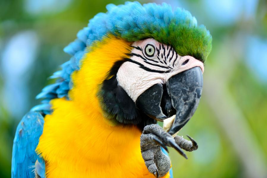 Синт Мартен PJ7/PH2M Туристические достопримечательности  Синт Мартен PJ7/PH2M Туристические достопримечательности