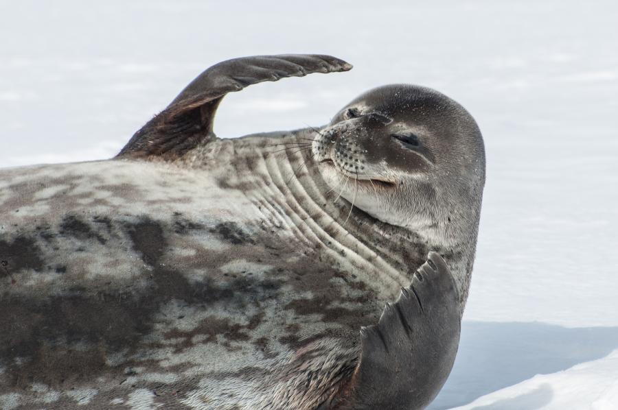 South Shetland Islands RI1ANB Tourist attractions spot 