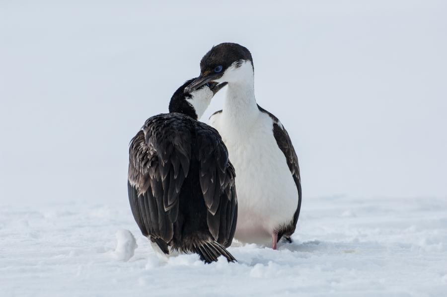 South Shetland Islands RI1ANB 