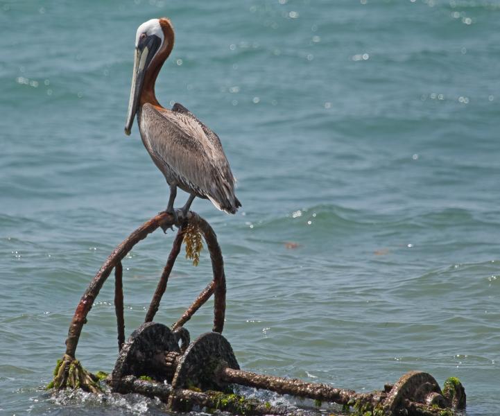 Saint Kitts Island V4/N8WD V4/K4ZGB Tourist attractions spot Pelican Saint Kitts Island V4/N8WD V4/K4ZGB Tourist attractions spot Pelican