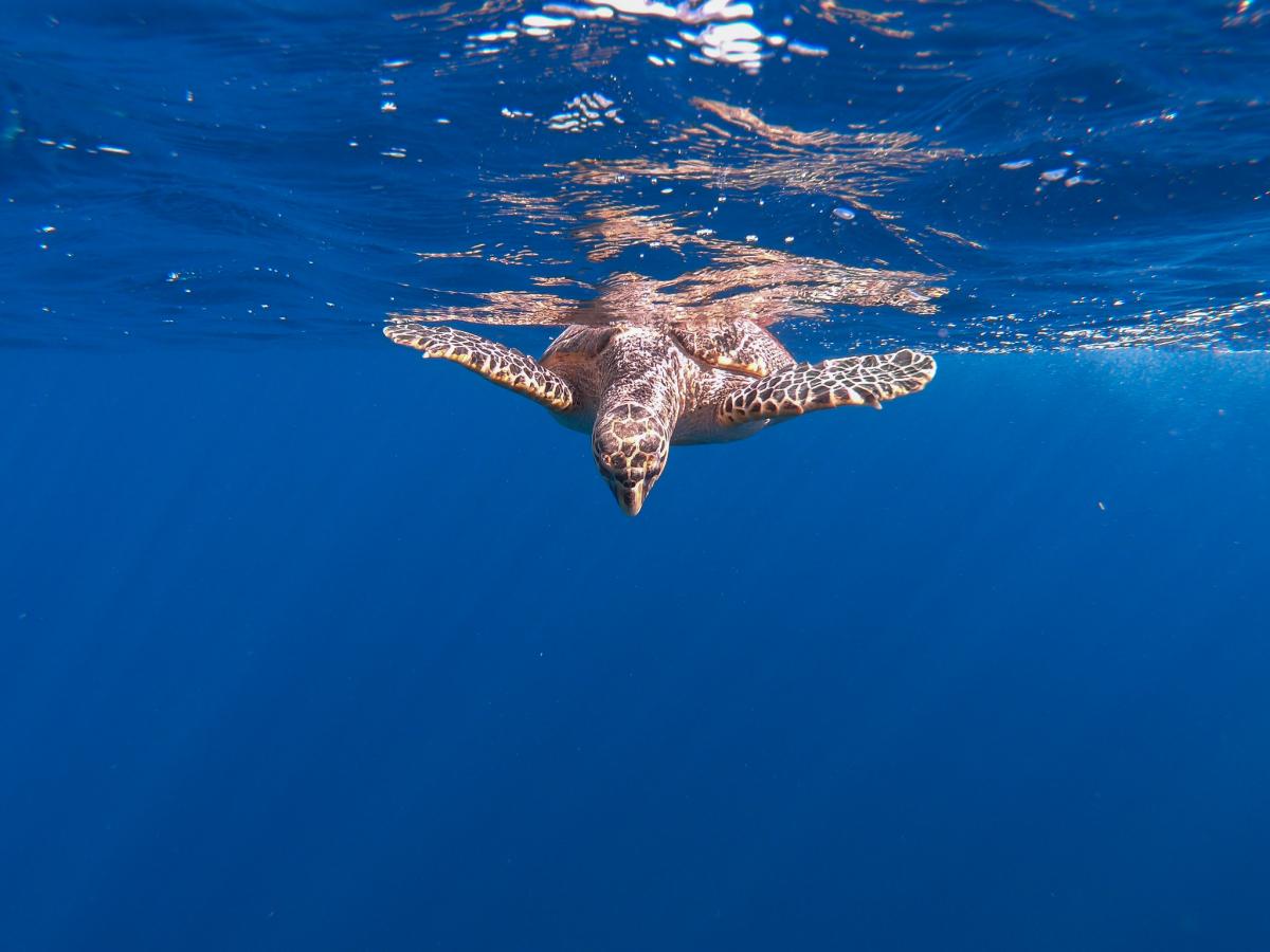 SU8X Hawksbill Sea Turtle, Sharm El Sheikh, Egypt. DX News SU8X Hawksbill Sea Turtle, Sharm El Sheikh, Egypt. DX News