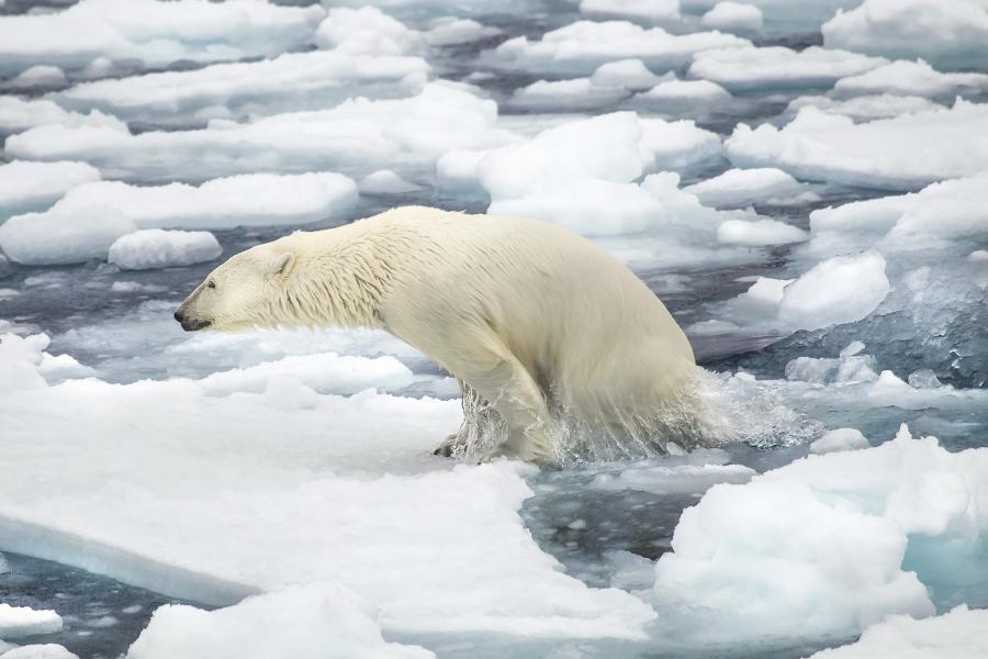 Svalbard JW/SQ8KFH DX News Polar Bear Svalbard JW/SQ8KFH DX News Polar Bear