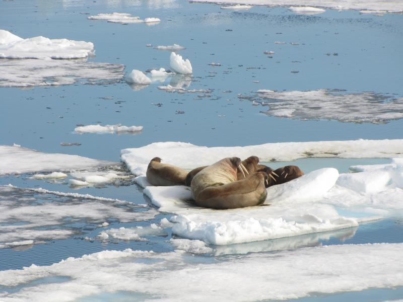 Svalbard JW/SQ8KFH Tourist attractions spot Walrus haul out. Svalbard JW/SQ8KFH Tourist attractions spot Walrus haul out.