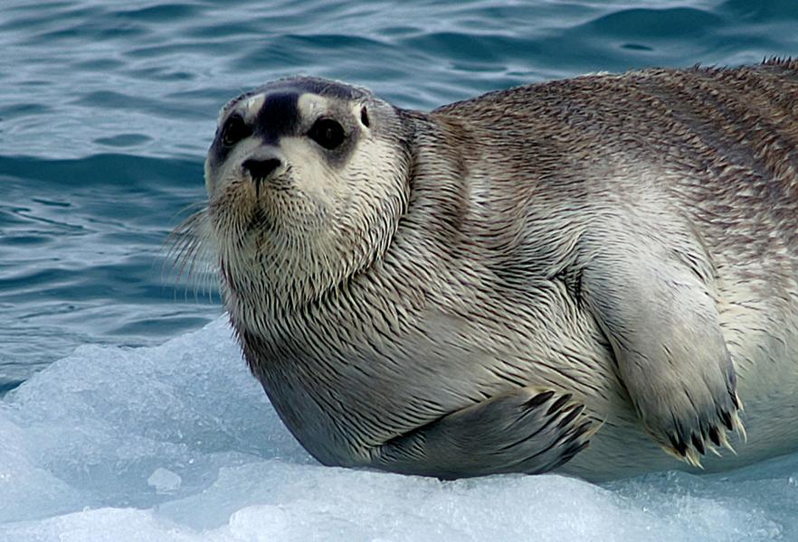 Svalbard JW/SQ8KFH  Svalbard JW/SQ8KFH