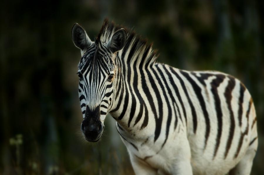 Swaziland 3DA0FA DX News Zebra, Milwane Game Reserve Swaziland 3DA0FA DX News Zebra, Milwane Game Reserve