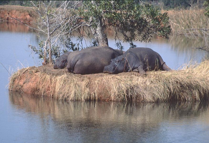 Swaziland 3DA0YL DX News 