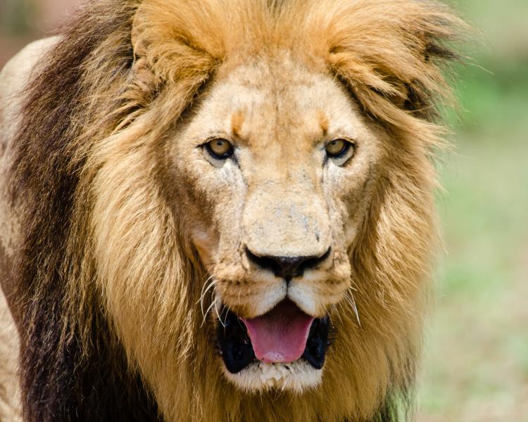 Swaziland 3DA0YL Lion