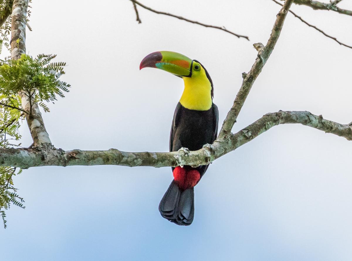 TG4/KT8X Toucan, Tikal, Guatemala. Tourist attractions spot TG4/KT8X Toucan, Tikal, Guatemala. Tourist attractions spot