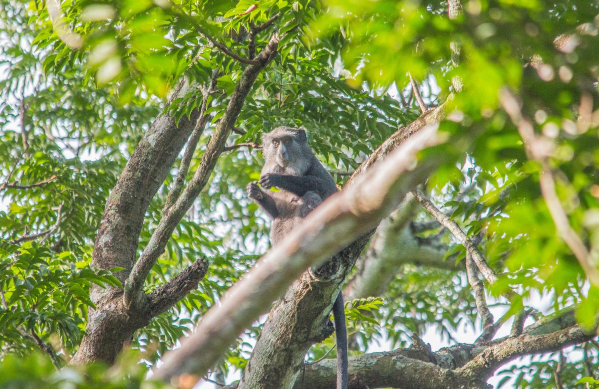 TL7M Blue monkey, Central African Republic. DX News TL7M Blue monkey, Central African Republic. DX News