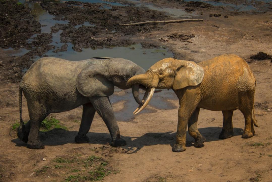 TL8AA TL8ZZ Elephants, Central African Republic Tourist Attractions Spot TL8AA TL8ZZ Elephants, Central African Republic Tourist Attractions Spot