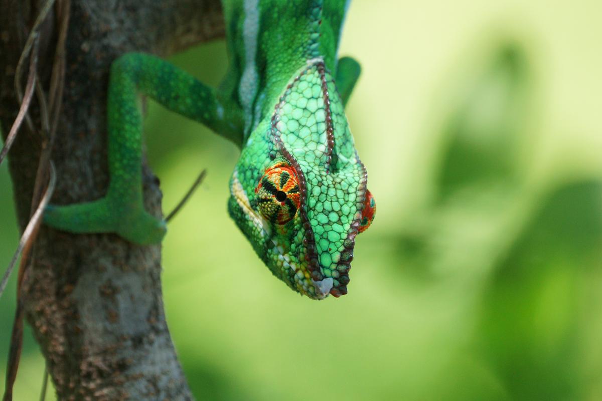 TO19A Reunion Island  TO19A Reunion Island