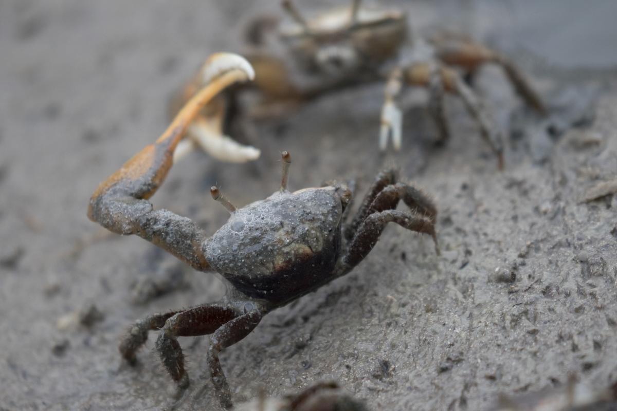 TO3F FM/OQ3R Mudflat Fiddler Crab, Les Salines, Martinique. Tourist attractions spot TO3F FM/OQ3R Mudflat Fiddler Crab, Les Salines, Martinique. Tourist attractions spot