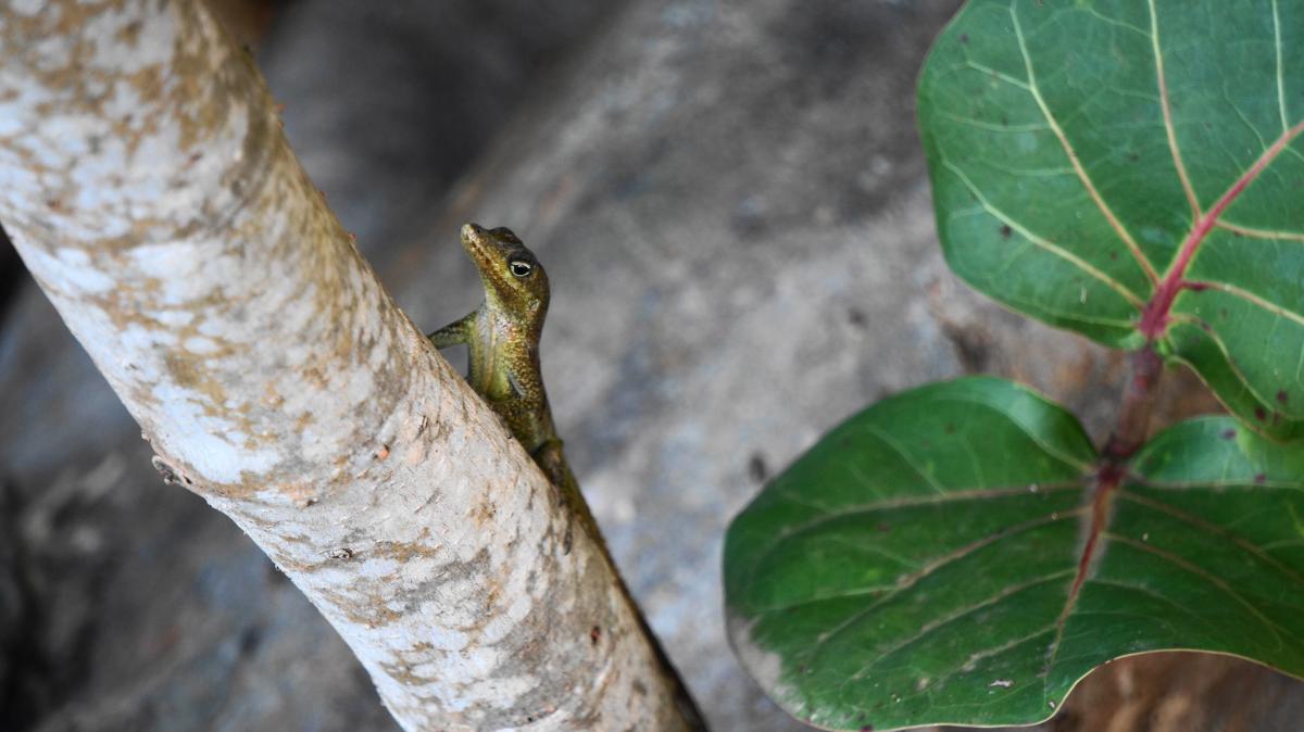 TO3FM Anoli, Martinique Island DX News TO3FM Anoli, Martinique Island DX News