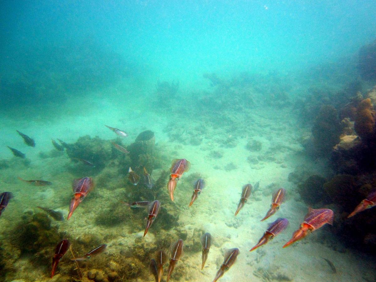 TO5GR Martinique Tourist attractions spot TO5GR Martinique Tourist attractions spot