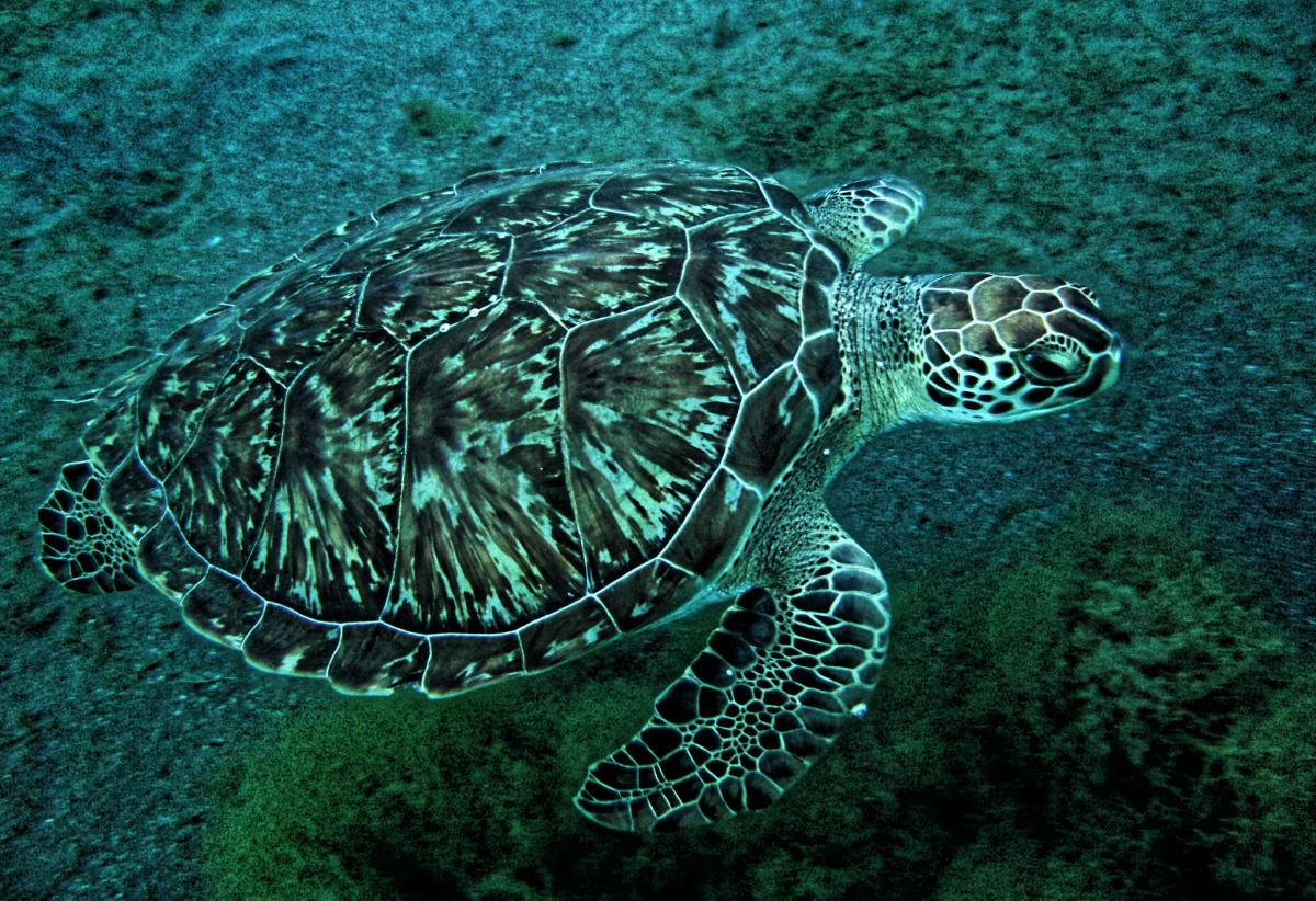 TO5GR Martinique TO5GR Martinique