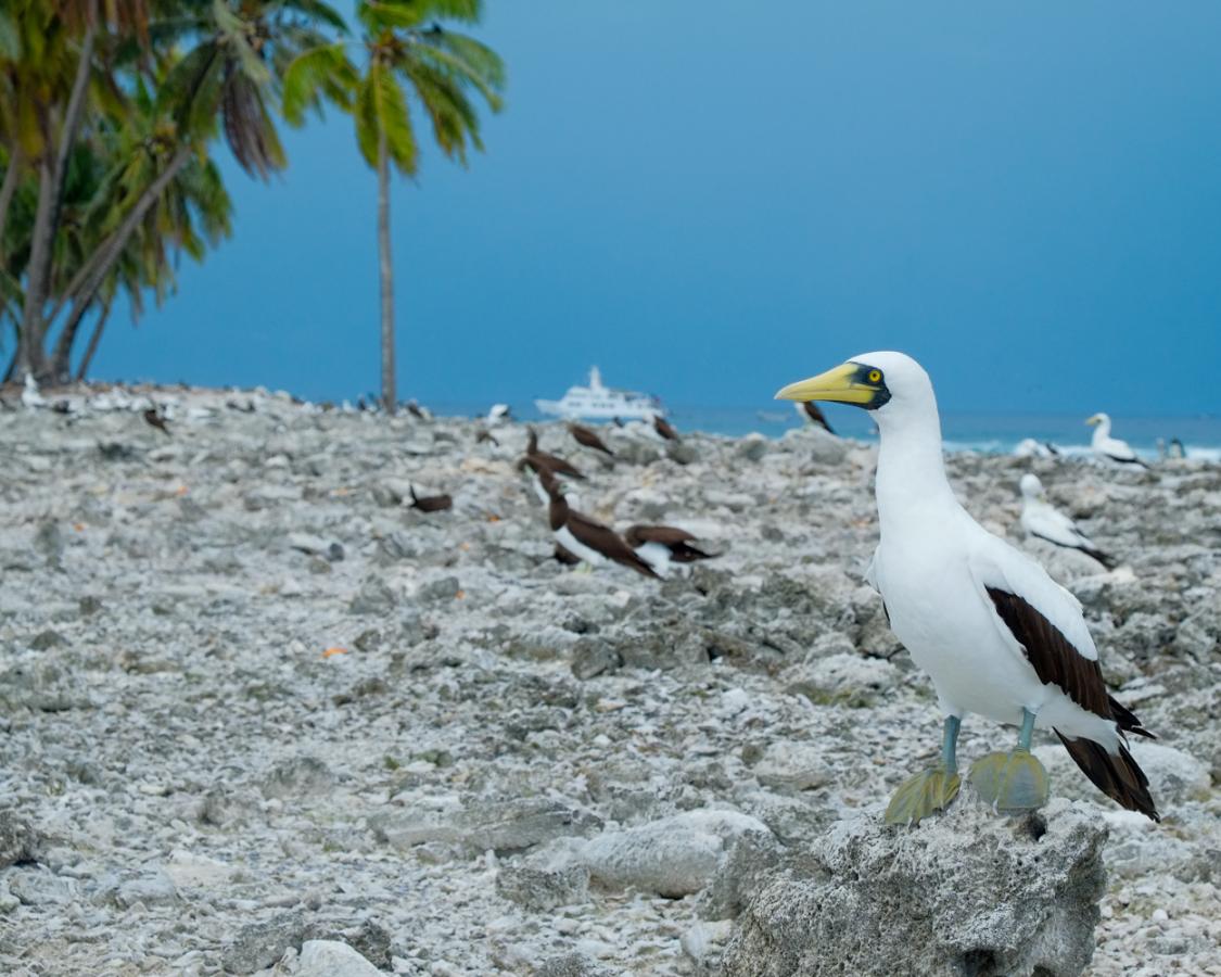 TX5S Clipperton Island DX News TX5S Clipperton Island DX News