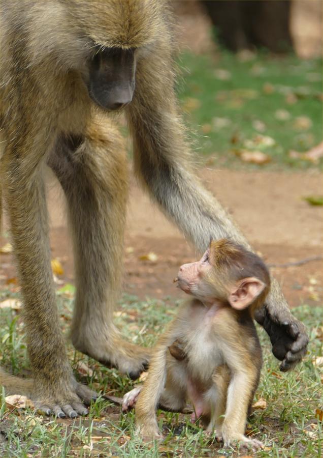 Павианы, Уганда Павианы, Уганда