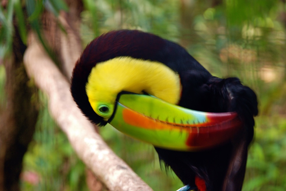 V31WB Tucan, Belize. Tourist attractions spot