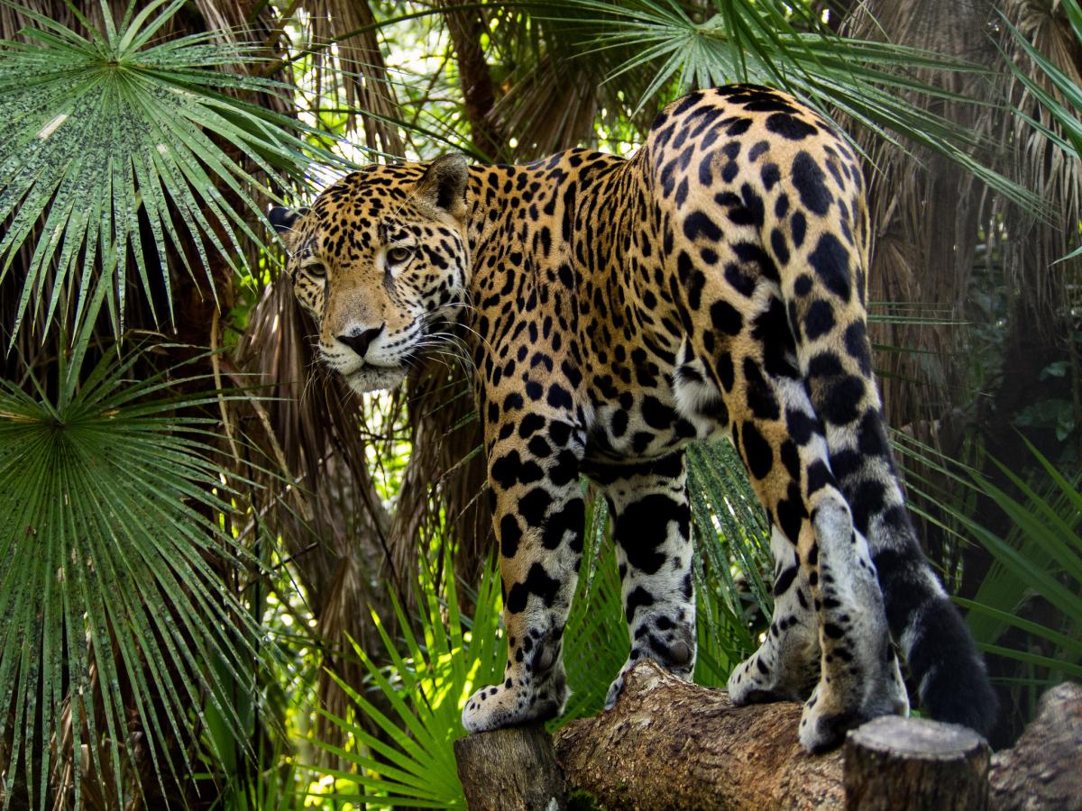 V31YL V31WX Belize DX News