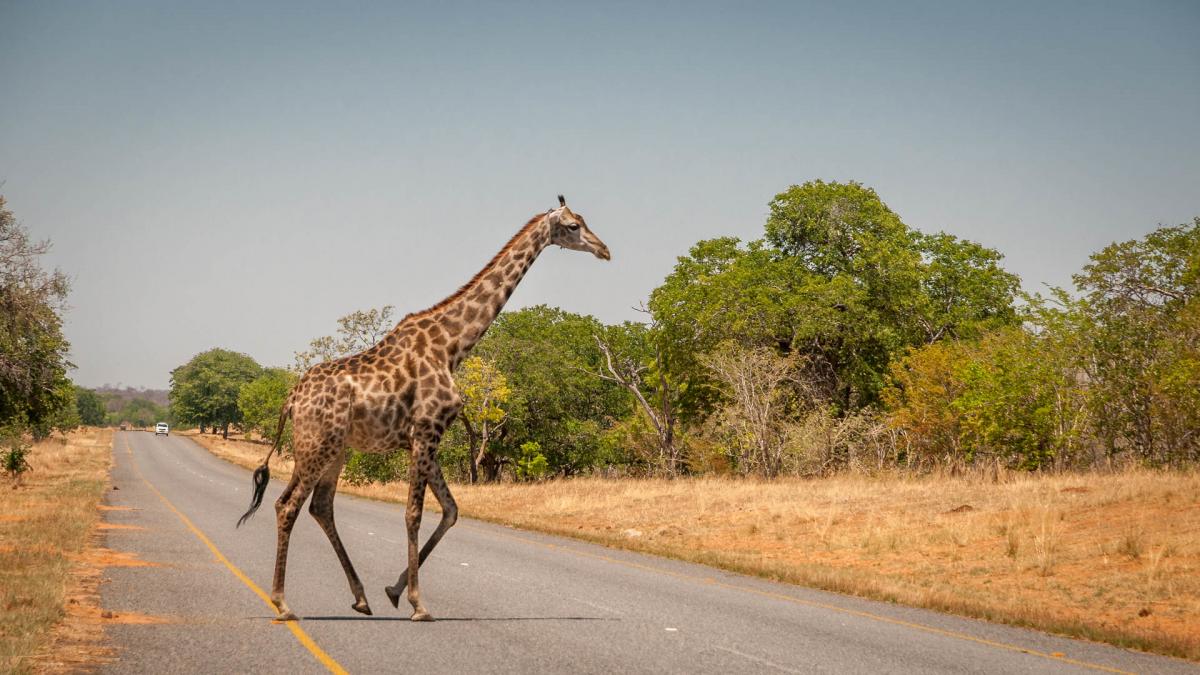 V5/HA5AO Katima Mulilo, Namibia