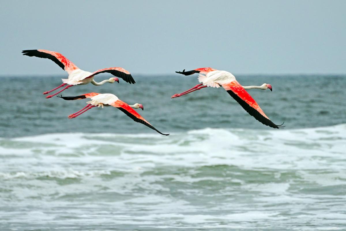 V55A Swakopmund, Namibia Tourist attractions spot V55A Swakopmund, Namibia Tourist attractions spot