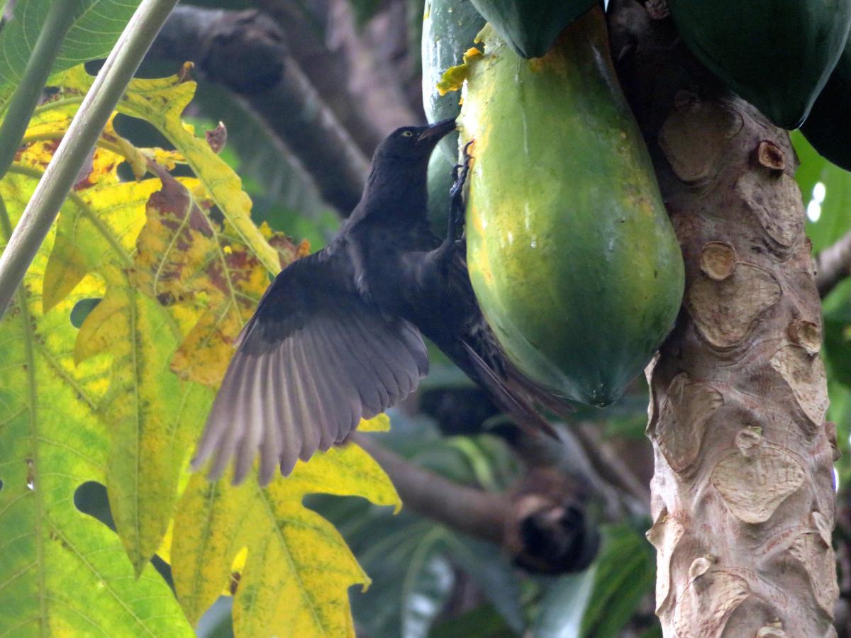 V63AR Pohnpei Island, Micronesia