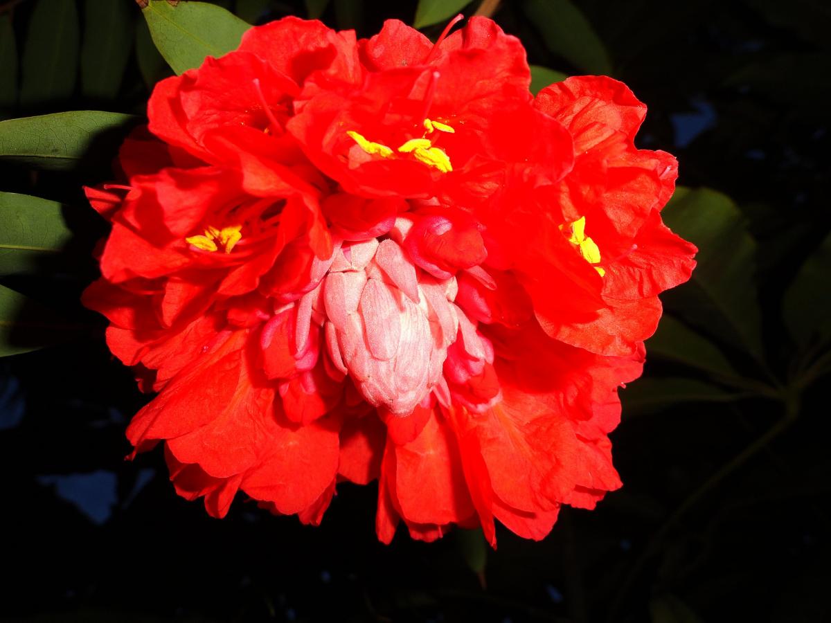 Браунея крупноголовчатая она же Роза Венесуэлы Браунея крупноголовчатая она же Роза Венесуэлы