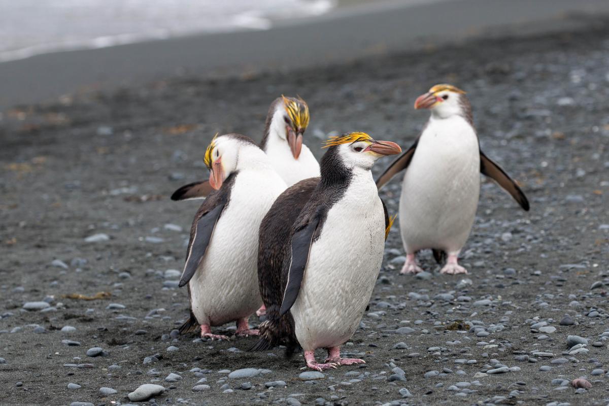 VK0AI Пингвины, остров Маккуори.