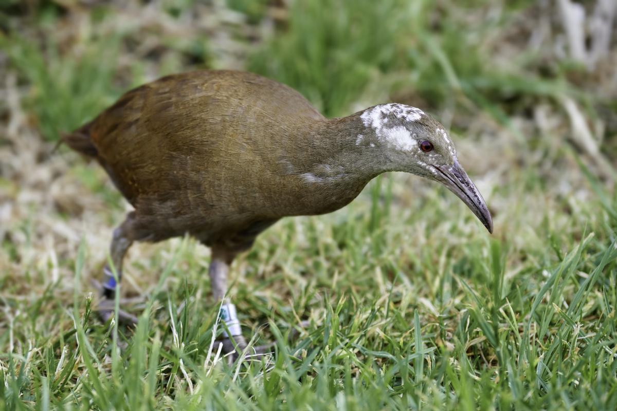 VK2/SP9FIH Lord Howe Island