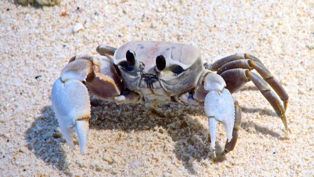 VK9CU Cocos Keeling Islands Tourist attractions spot VK9CU Cocos Keeling Islands Tourist attractions spot