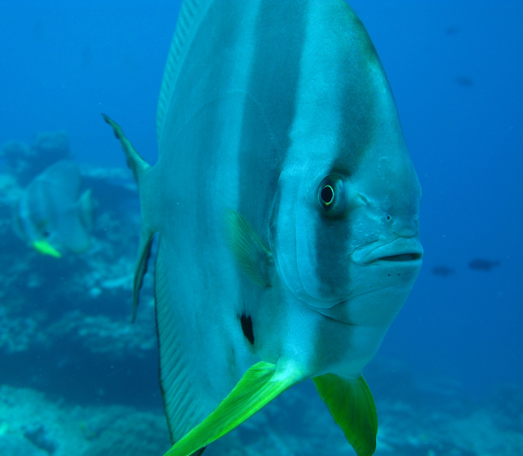 VK9XQ Christmas Island DX News