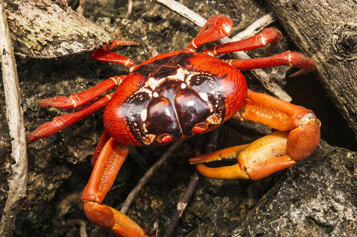 VK9XT Red Crab, Christmas Island. Tourist attractions spot VK9XT Red Crab, Christmas Island. Tourist attractions spot