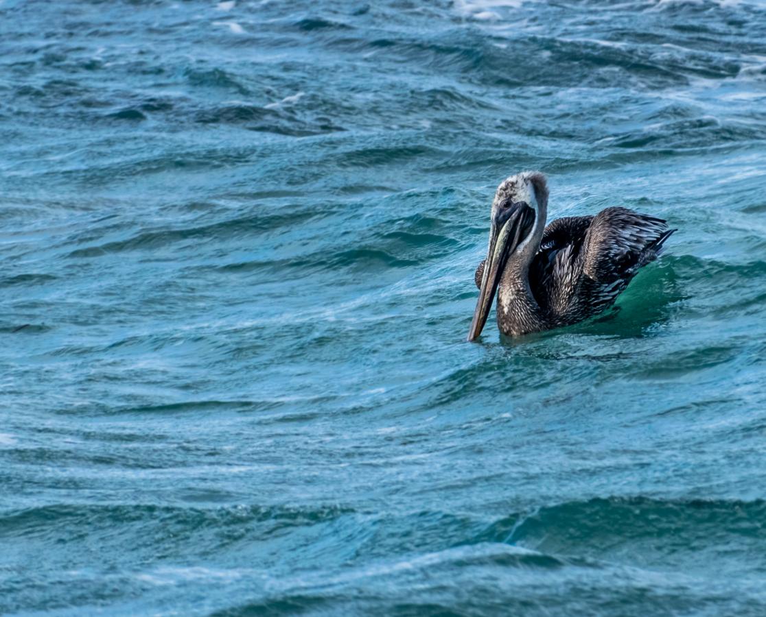 VP2V/K3TRM Британские Виргинские острова DX Новости VP2V/K3TRM Британские Виргинские острова DX Новости