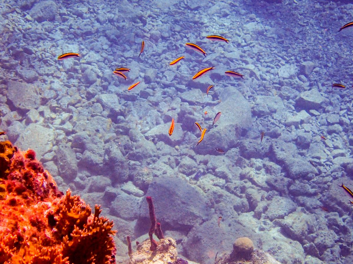 VP2VEM VP2V/N5AQ Остров Тортола, Британские Виргинские Острова Туристические достопримечательности VP2VEM VP2V/N5AQ Остров Тортола, Британские Виргинские Острова Туристические достопримечательности