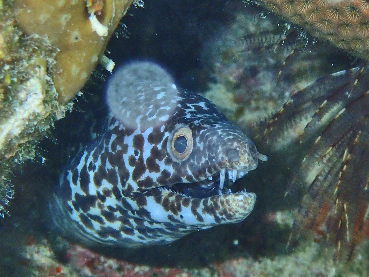 VP2V/WJ2O Spotted Moray Eel, British Virgin Islands. Tourist attractions spot VP2V/WJ2O Spotted Moray Eel, British Virgin Islands. Tourist attractions spot