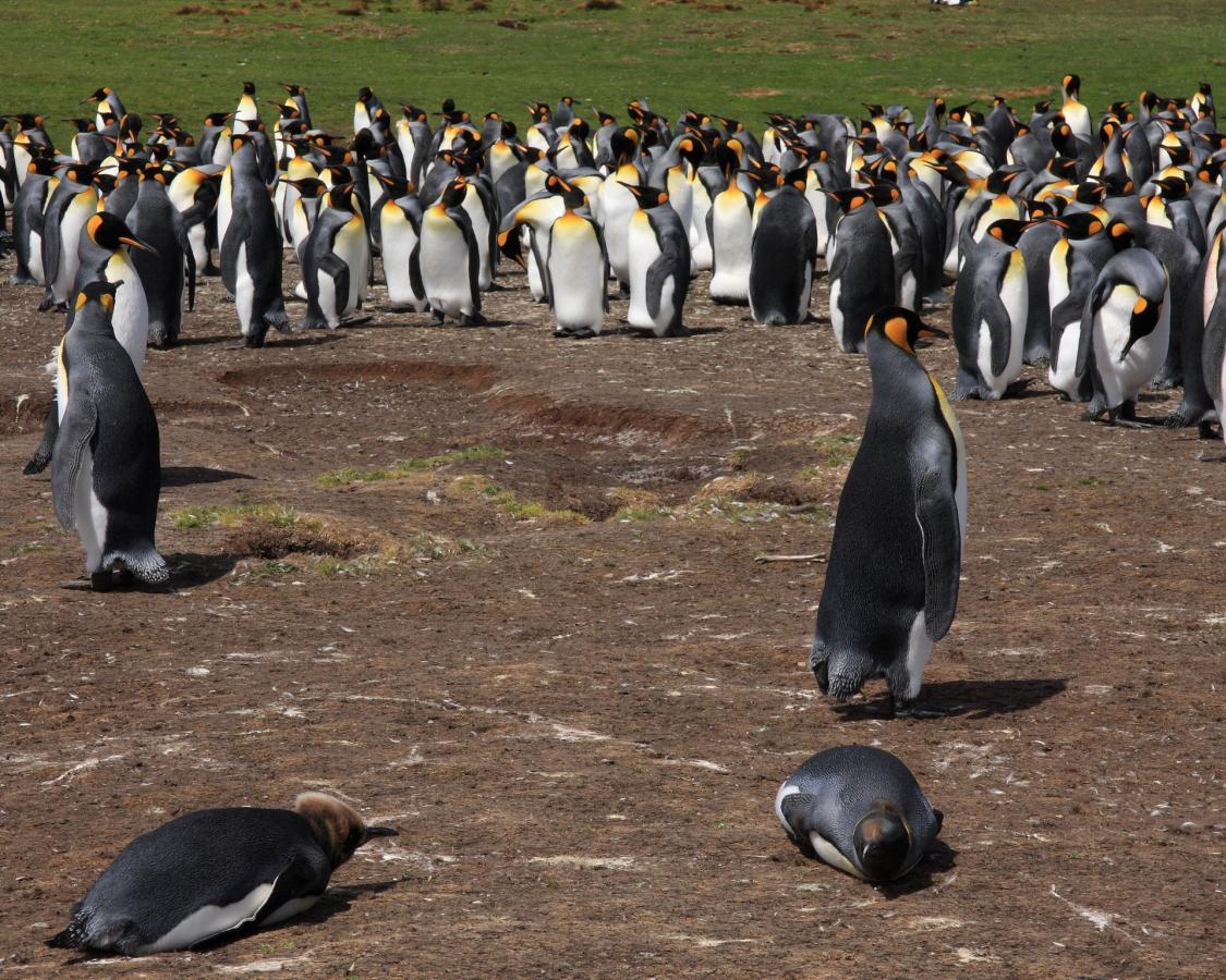 VP8G Falkland Islands DX News VP8G Falkland Islands DX News