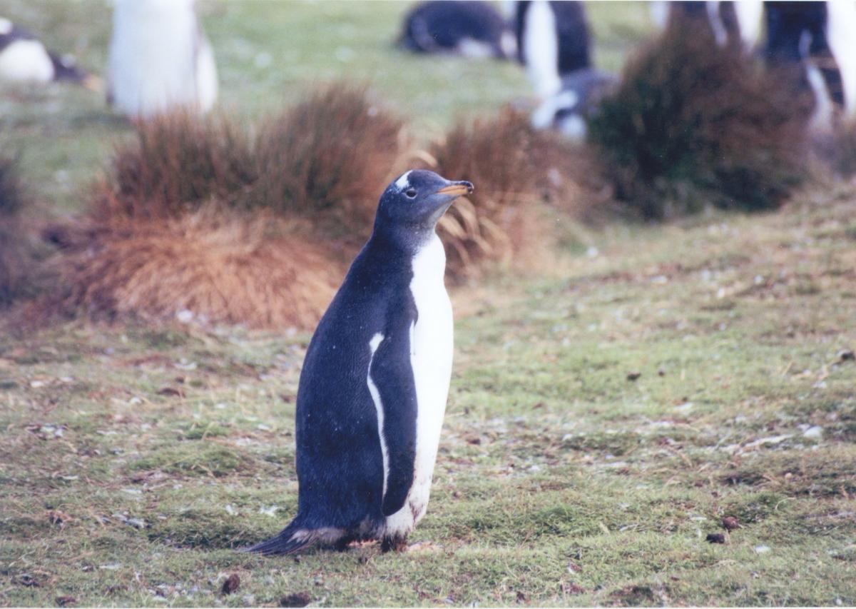 VP8G Falkland Islands VP8G Falkland Islands