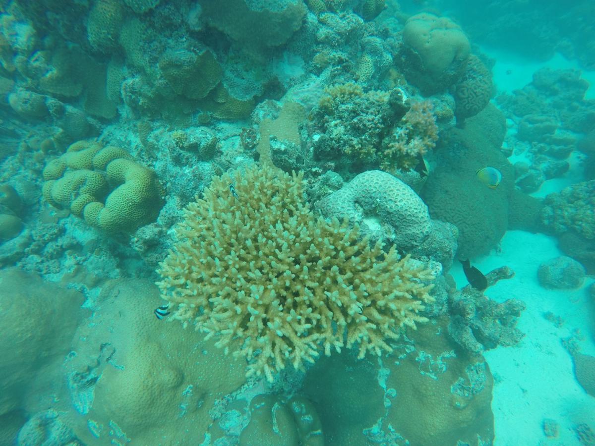 VU7KP Laccadive Islands Bangaram Island Diving  VU7KP Laccadive Islands Bangaram Island Diving