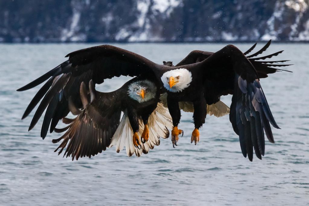 W1AW/KL7 Alaska DX News